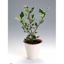 Kristtorn Ilex Aquifolium Med Klump,- 150-175 Cm. -Sirius Butik fi15282 ilex aquifolium 0a56