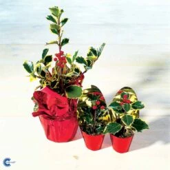 Kristtorn Ilex Aquifolium Med Klump,- 150-175 Cm. -Sirius Butik fi15282 ilex aquifolium 18e9