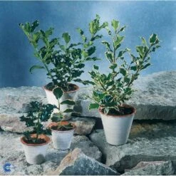 Kristtorn Ilex Aquifolium Med Klump,- 150-175 Cm. -Sirius Butik fi15282 ilex aquifolium 1d25