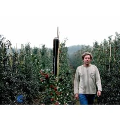 Kristtorn Ilex Aquifolium Med Klump,- 150-175 Cm. -Sirius Butik fi15282 ilex aquifolium 2710