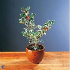 Kristtorn Ilex Aquifolium Med Klump,- 150-175 Cm. -Sirius Butik fi15282 ilex aquifolium 31e0