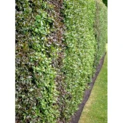 Kristtorn Ilex Aquifolium Med Klump,- 150-175 Cm. -Sirius Butik fi15282 ilex aquifolium 5ebc