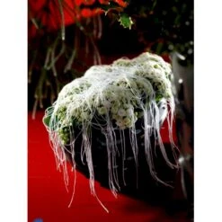 Kristtorn Ilex Aquifolium Med Klump,- 150-175 Cm. -Sirius Butik fi15282 ilex aquifolium 7082