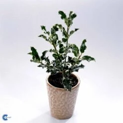 Kristtorn Ilex Aquifolium Med Klump,- 150-175 Cm. -Sirius Butik fi15282 ilex aquifolium 791e