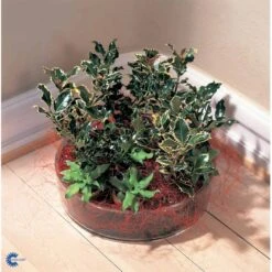 Kristtorn Ilex Aquifolium Med Klump,- 150-175 Cm. -Sirius Butik fi15282 ilex aquifolium f221