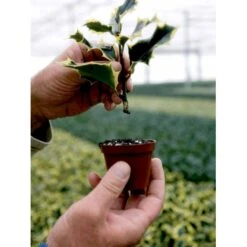 Kristtorn Ilex Aquifolium Med Klump,- 150-175 Cm. -Sirius Butik fi15282 ilex aquifolium f30e