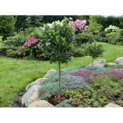 Kristtorn 'Blue Maid' Ilex Meserveae 'Blue Maid' Opstammet 90 Cm. 10 Liter Potte -Sirius Butik fi15328 ilex meserveae blue maid 029c