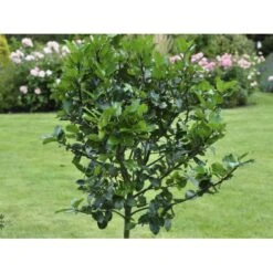 Kristtorn 'Blue Maid' Ilex Meserveae 'Blue Maid' Opstammet 90 Cm. 10 Liter Potte -Sirius Butik fi15328 ilex meserveae blue maid 5476