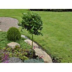 Kristtorn 'Blue Prince' Ilex Meserveae 'Blue Prince' Med Klump,- 125-150 Cm. -Sirius Butik fi15329 ilex meserveae blue prince 60d5