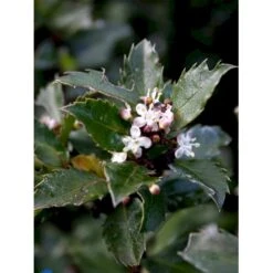 Kristtorn 'Blue Prince' Ilex Meserveae 'Blue Prince' Med Klump,- 125-150 Cm. -Sirius Butik fi15329 ilex meserveae blue prince f98d