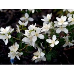 Uægte Jasmin 'Lemoinei' Philadelphus 'Lemoinei' Potte 6,5 Liter 60-80 Cm. -Sirius Butik fi15613 philadelphus lemoinei 45b6