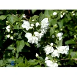 Uægte Jasmin 'Manteau D'Hermine' Philadelphus 'Manteau D'Hermine' Potte 4,0 Liter,- 30-40 Cm. -Sirius Butik fi15615 philadelphus manteau d hermine eea3