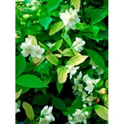 Uægte Jasmin 'Aureus' Philadelphus Coronarius 'Aureus' 5 Liter Potte -Sirius Butik fi15622 philadelphus coronarius aureus 2ea5