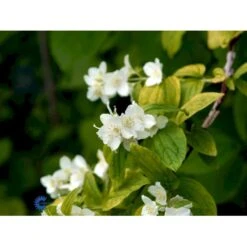 Uægte Jasmin 'Aureus' Philadelphus Coronarius 'Aureus' 5 Liter Potte -Sirius Butik fi15622 philadelphus coronarius aureus 451c