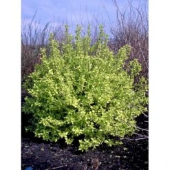 Uægte Jasmin 'Aureus' Philadelphus Coronarius 'Aureus' 5 Liter Potte -Sirius Butik fi15622 philadelphus coronarius aureus 7fc2