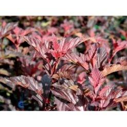 Blærespiræa 'Diable D'Or'® Physocarpus Opulif. 'Diable D'Or'® 5 Liter Potte -Sirius Butik fi15667 physocarpus opulif diablo d or ce58