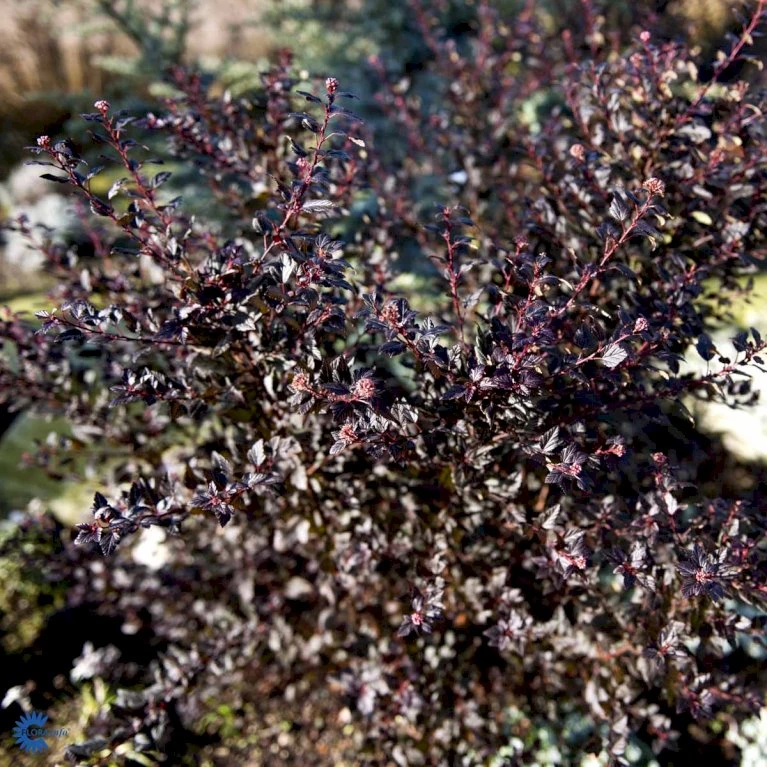 Blærespiræa 'Little Devil' Physocarpus Opulif. 'Little Devil' (r) 3,5 Liter Potte 3 Blærespiræa 'Little Devil' Physocarpus Opulif. 'Little Devil' (r) 3,5 Liter Potte - Billede 3