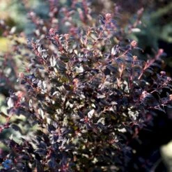 Blærespiræa 'Little Devil' Physocarpus Opulif. 'Little Devil' (r) 3,5 Liter Potte 7 Blærespiræa 'Little Devil' Physocarpus Opulif. 'Little Devil' (r) 3,5 Liter Potte -Sirius Butik fi15668 physocarpus opulif little devil r b91f