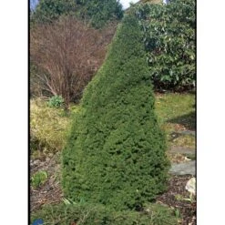 Sukkertopgran 'Conica' Picea Glauca 'Conica' (dværgform) Potte 3,0 Liter,- 60-70 Cm. -Sirius Butik fi1567 picea glauca conica 8d9d