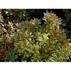 Pieris 'Little Heath' Pieris Japonica 'Little Heath' 2 Liter Potte -Sirius Butik fi15699 pieris japonica little heath 1cb7