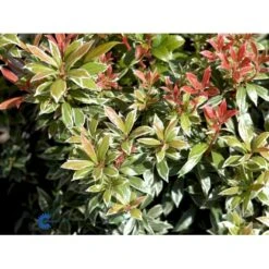 Pieris 'Little Heath' Pieris Japonica 'Little Heath' 2 Liter Potte -Sirius Butik fi15699 pieris japonica little heath 3472