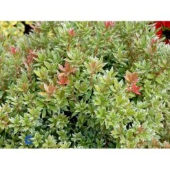 Pieris 'Little Heath' Pieris Japonica 'Little Heath' 2 Liter Potte -Sirius Butik fi15699 pieris japonica little heath 427a
