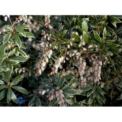 Pieris 'Little Heath' Pieris Japonica 'Little Heath' 2 Liter Potte -Sirius Butik fi15699 pieris japonica little heath f1da