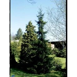 Serbisk Søjlegran Picea Omorika Potte 5,0 Liter,- 50-60 Cm. -Sirius Butik fi1584 picea omorika 5ed5