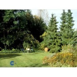 Serbisk Søjlegran Picea Omorika Potte 5,0 Liter,- 50-60 Cm. -Sirius Butik fi1584 picea omorika d625