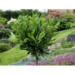 Kirsebærlaurbær 'Otto Luyken' Prunus Laurocerasus 'Otto Luyken' Potte 3,5 Liter 20-30 Cm. -Sirius Butik fi15885 prunus laurocerasus otto luyken 3a23