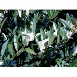 Kirsebærlaurbær 'Otto Luyken' Prunus Laurocerasus 'Otto Luyken' Potte 3,5 Liter 20-30 Cm. -Sirius Butik fi15885 prunus laurocerasus otto luyken 3afb