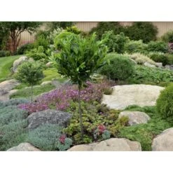 Kirsebærlaurbær 'Otto Luyken' Prunus Laurocerasus 'Otto Luyken' Potte 3,5 Liter 20-30 Cm. -Sirius Butik fi15885 prunus laurocerasus otto luyken 4ead