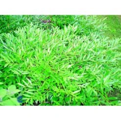 Kirsebærlaurbær 'Pruzab' Prunus Laurocerasus 'Pruzab' Med Klump,- 40-50 Cm. 5 Kirsebærlaurbær 'Pruzab' Prunus Laurocerasus 'Pruzab' Med Klump,- 40-50 Cm. -Sirius Butik fi15891 prunus laurocerasus pruzab a198