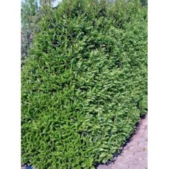 Portugisisk Laurbærkirsebær Prunus Lusitanica 'Angustifolia' Opstammet 60 Cm. 10 Liter Potte -Sirius Butik fi15901 prunus lusitanica angustifolia 2366