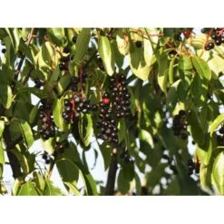 Glansbladet Hæg Prunus Serotina Solitær Busk 150-200 Cm. - Med Klump