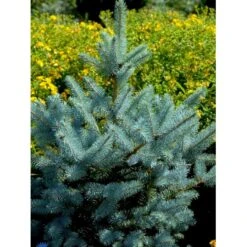 Blågran 'Glauca' Picea Pungens 'Glauca' Potte 3,0 Liter,- 30-40 Cm. -Sirius Butik fi1607 picea pungens edith 5224