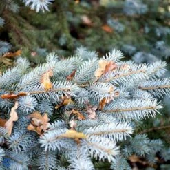 Blågran 'Glauca' Picea Pungens 'Glauca' Potte 3,0 Liter,- 30-40 Cm. -Sirius Butik fi1607 picea pungens edith 7aa8