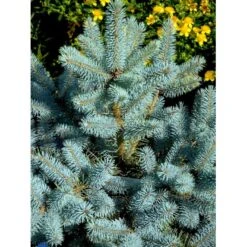 Blågran 'Glauca' Picea Pungens 'Glauca' Potte 3,0 Liter,- 30-40 Cm. -Sirius Butik fi1607 picea pungens edith d414