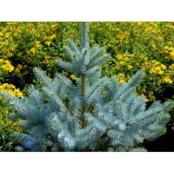 Blågran 'Glauca' Picea Pungens 'Glauca' Potte 3,0 Liter,- 30-40 Cm. -Sirius Butik fi1607 picea pungens edith d5f2