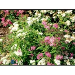 Spiræa 'Genpei' Spiraea Japonica 'Genpei' Potte 2,0 Liter,- 25-30 Cm. -Sirius Butik fi16277 spiraea japonica genpei 09c5