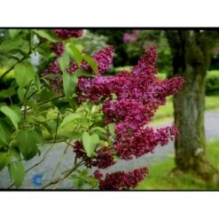 'Charles Joly' Syringa Vul. 'Charles Joly' (storblomstrende) Potte 12 Liter,- 80-100 Cm. -Sirius Butik fi16428 syringa vulgaris charles joly 4628