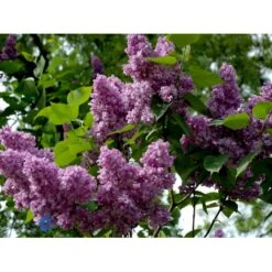 'Charles Joly' Syringa Vul. 'Charles Joly' (storblomstrende) Potte 12 Liter,- 80-100 Cm. -Sirius Butik fi16428 syringa vulgaris charles joly 661c