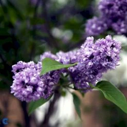 'Charles Joly' Syringa Vul. 'Charles Joly' (storblomstrende) Potte 12 Liter,- 80-100 Cm. -Sirius Butik fi16428 syringa vulgaris charles joly 9c8f