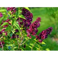 'Charles Joly' Syringa Vul. 'Charles Joly' (storblomstrende) Potte 12 Liter,- 80-100 Cm. -Sirius Butik fi16428 syringa vulgaris charles joly b567