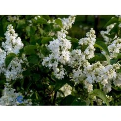 'Primrose' Syringa Vul. 'Primrose' (storblomstrende) Med Klump,- 125-150 Cm. -Sirius Butik fi16483 syringa vulgaris primrose 3258