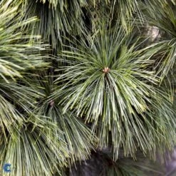 Schwerin's Fyr 'Wiethorst' Pinus X Schwerinii 'Wiethorst'(dværgform) Potte 2,5 Liter, - 30-40 Cm. -Sirius Butik fi1784 pinus x schwerinii wiethorst e6dc