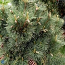 Schwerin's Fyr 'Wiethorst' Pinus X Schwerinii 'Wiethorst'(dværgform) Potte 2,5 Liter, - 30-40 Cm. -Sirius Butik fi1784 pinus x schwerinii wiethorst fe7f