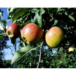 Æble 'Elstar/Elshof' Malus X 'Elstar/elshof' Træ Med Sidegrene,- Stammeomkreds 8-10 Cm. Med Klump -Sirius Butik fi179 malus domestica elstar 6ab2