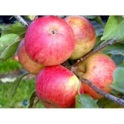 Æble 'Elstar/Elshof' Malus X 'Elstar/elshof' Træ Med Sidegrene,- Stammeomkreds 8-10 Cm. Med Klump -Sirius Butik fi179 malus domestica elstar 6c30
