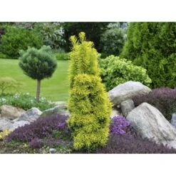 Almindelig Taks 'David' Taxus Baccata 'David' Potte 3,0 Liter,- 40-60 Cm. -Sirius Butik fi1824 taxus baccata david 3121